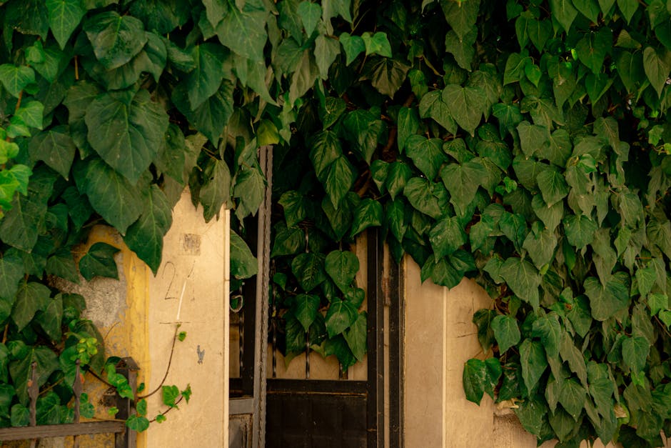 best baseball stadiums - A rustic building entrance beautifully covered by lush ivy leaves, creating a green and inviting outdoor scene.