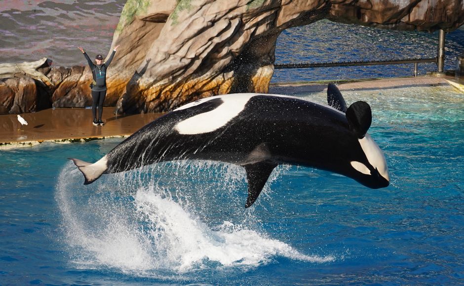 SeaWorld San Antonio