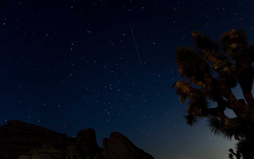 theme park news - Starry night sky over desert landscape with joshua tree.