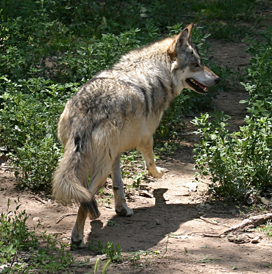 ABQ BioPark Zoo