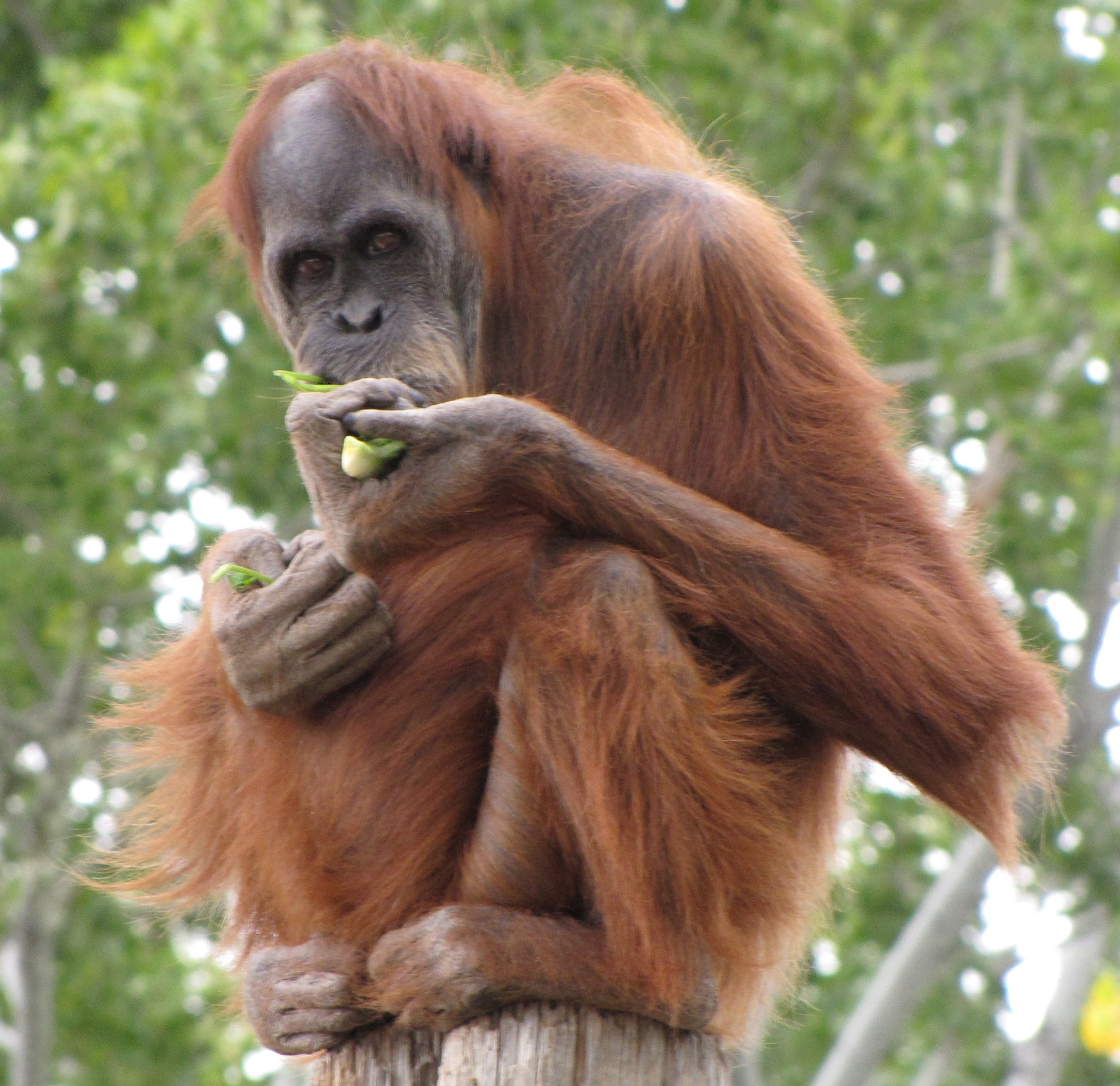 ABQ BioPark Zoo