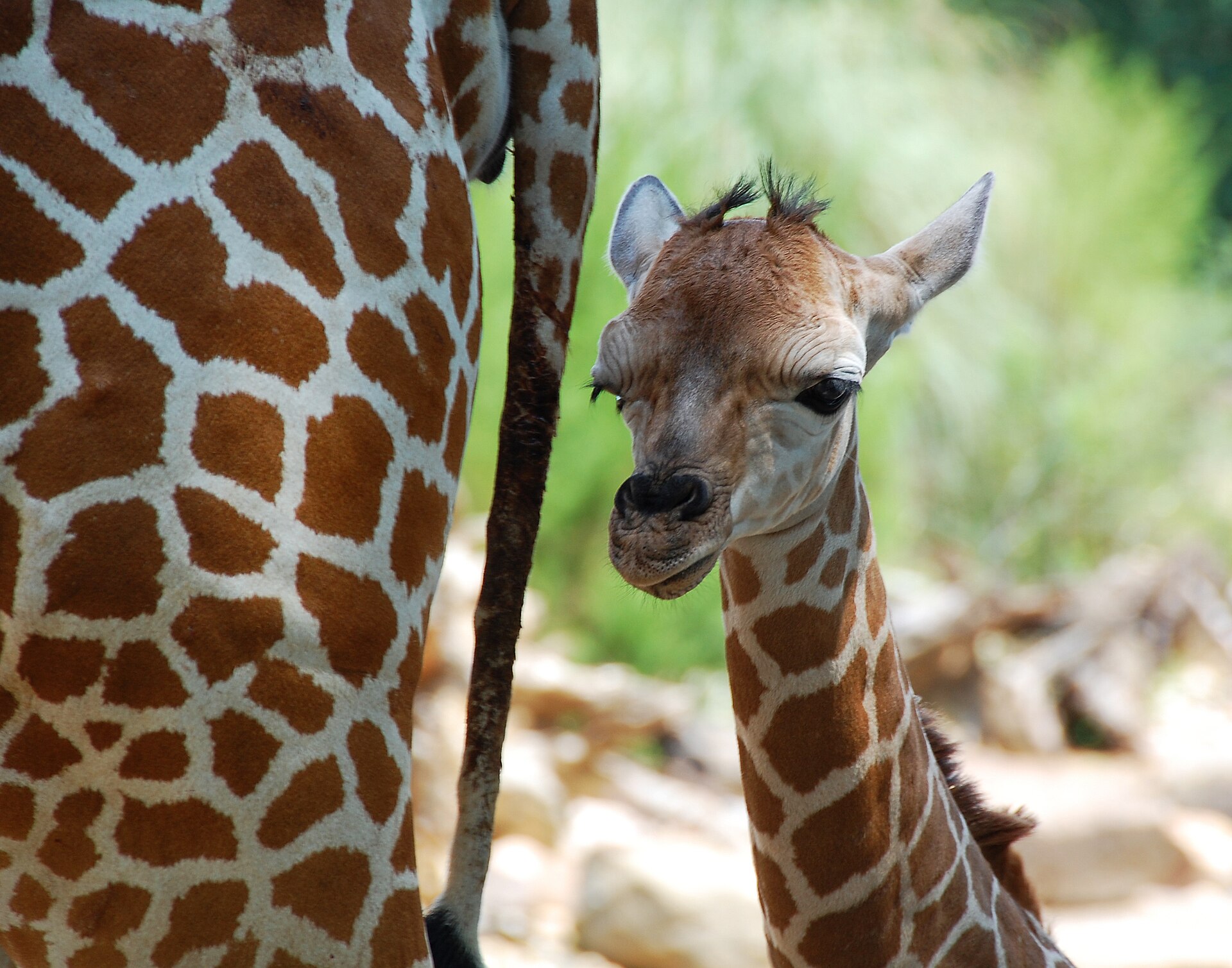 Birmingham Zoo