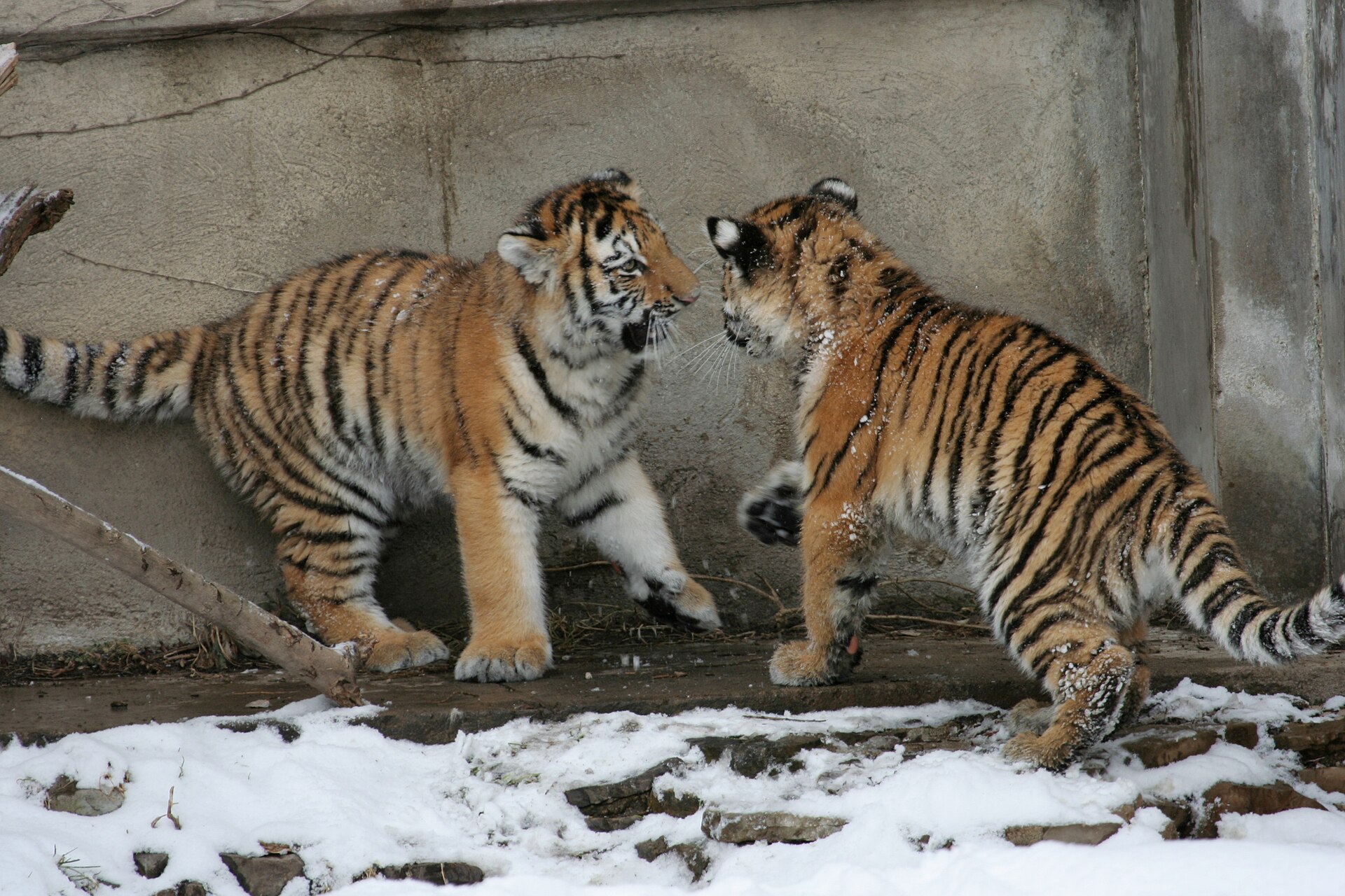 Buffalo Zoo