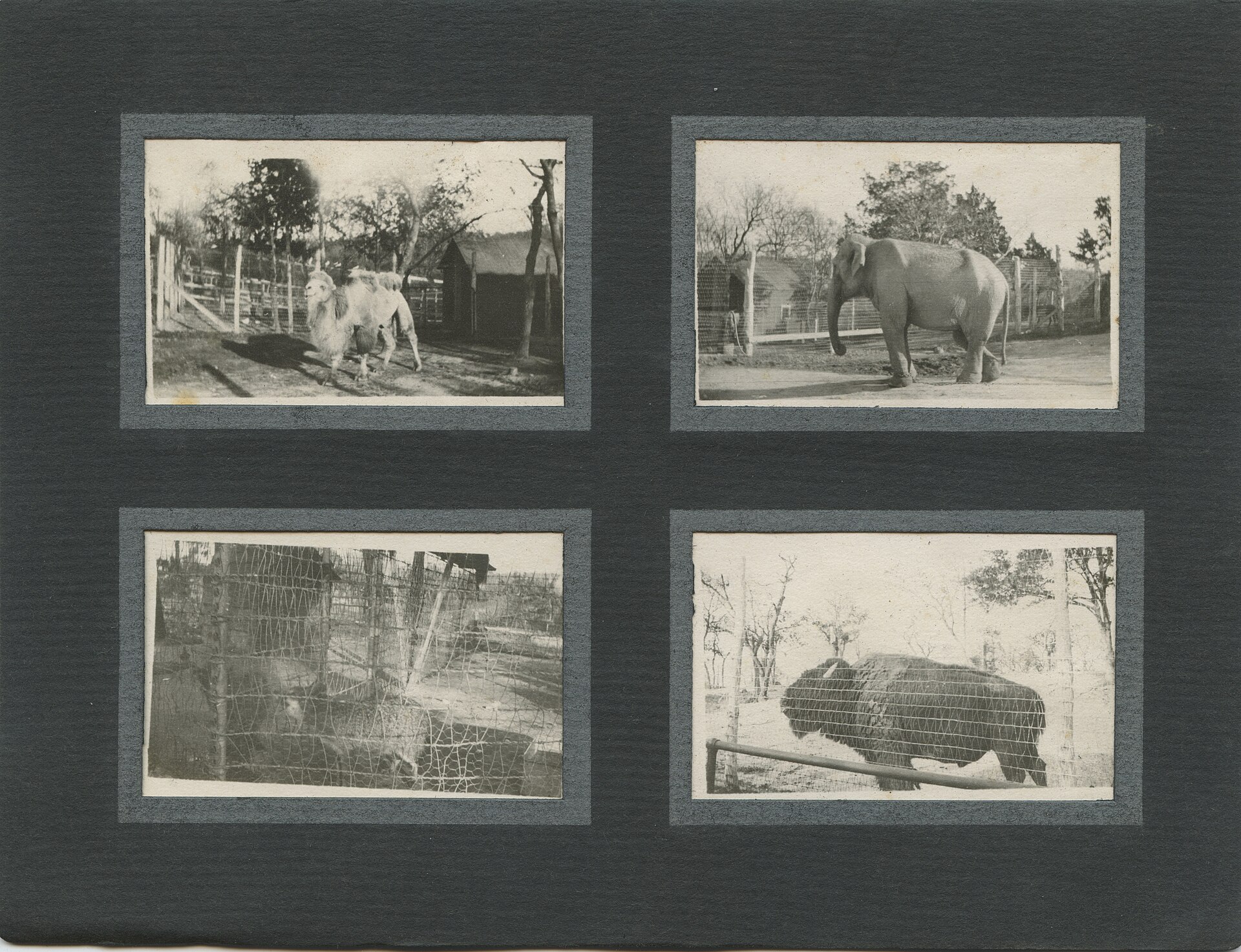Dallas Zoo