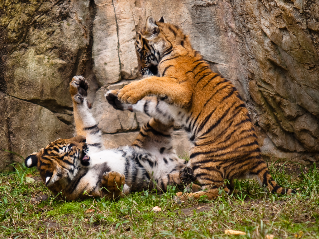 Fort Worth Zoo