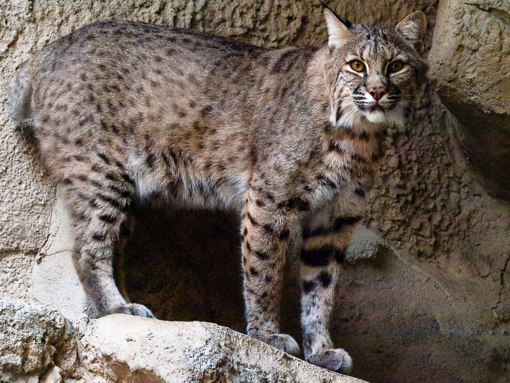 Fort Worth Zoo