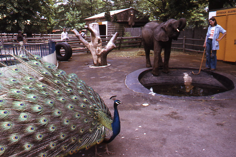 Franklin Park Zoo