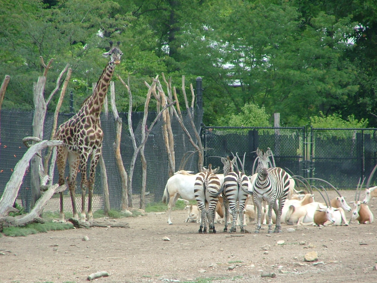 Kansas City Zoo