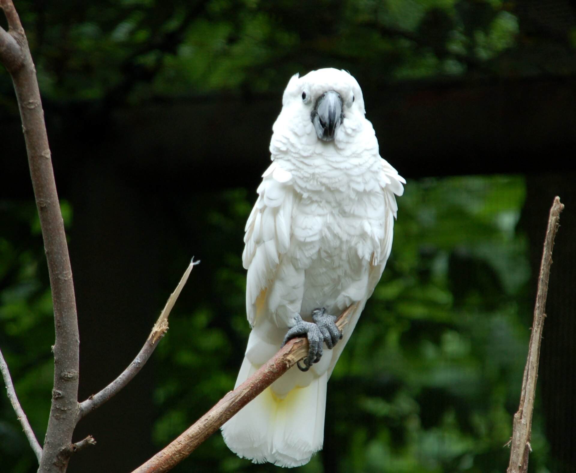 Kansas City Zoo