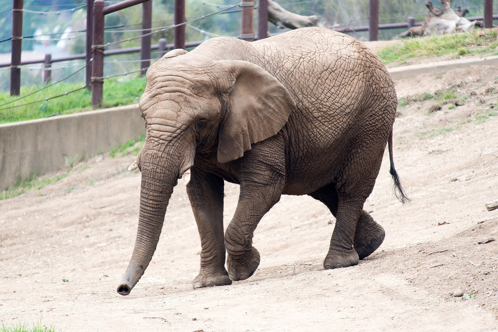 Oakland Zoo
