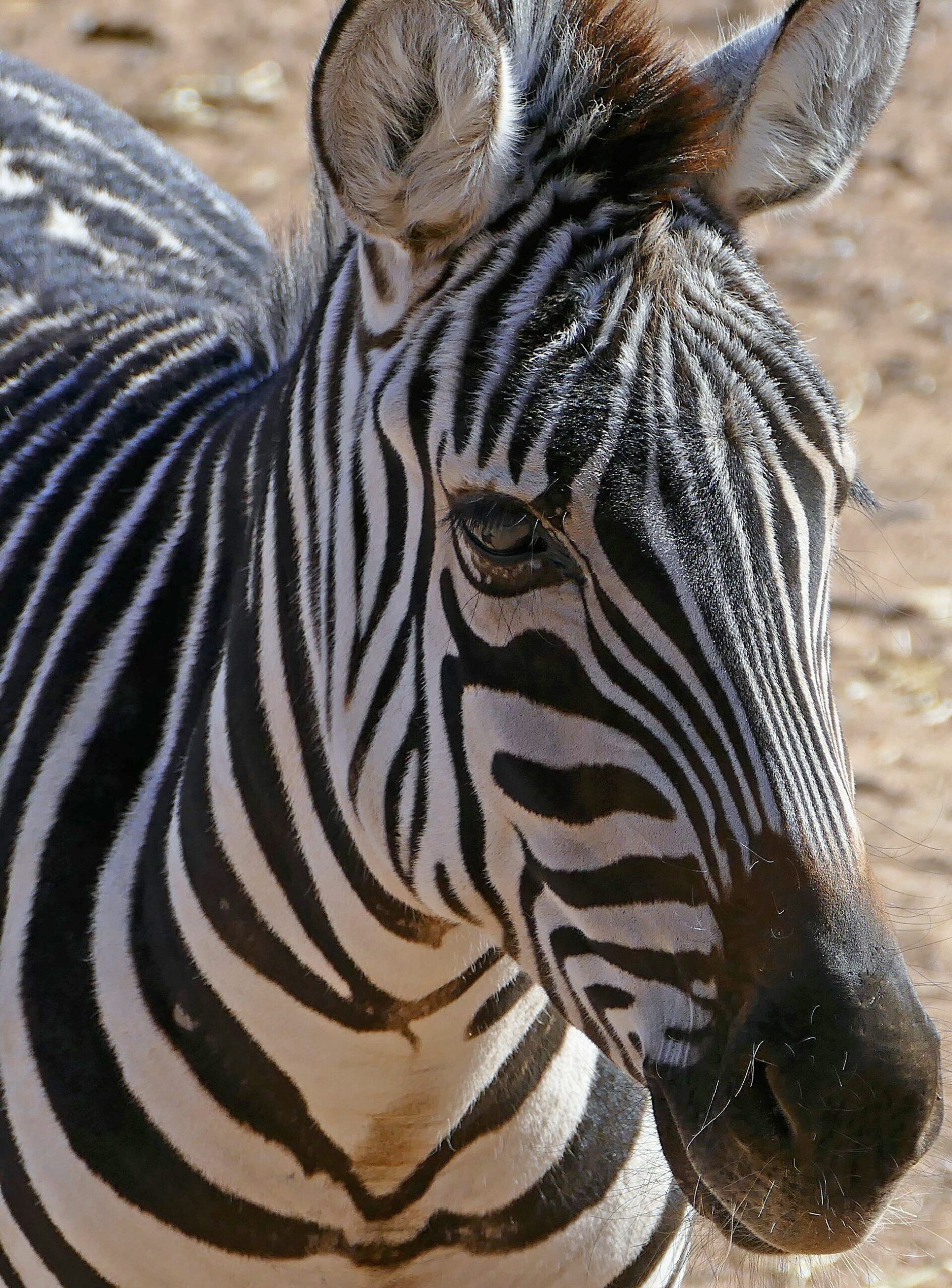 Out of Africa Wildlife Park