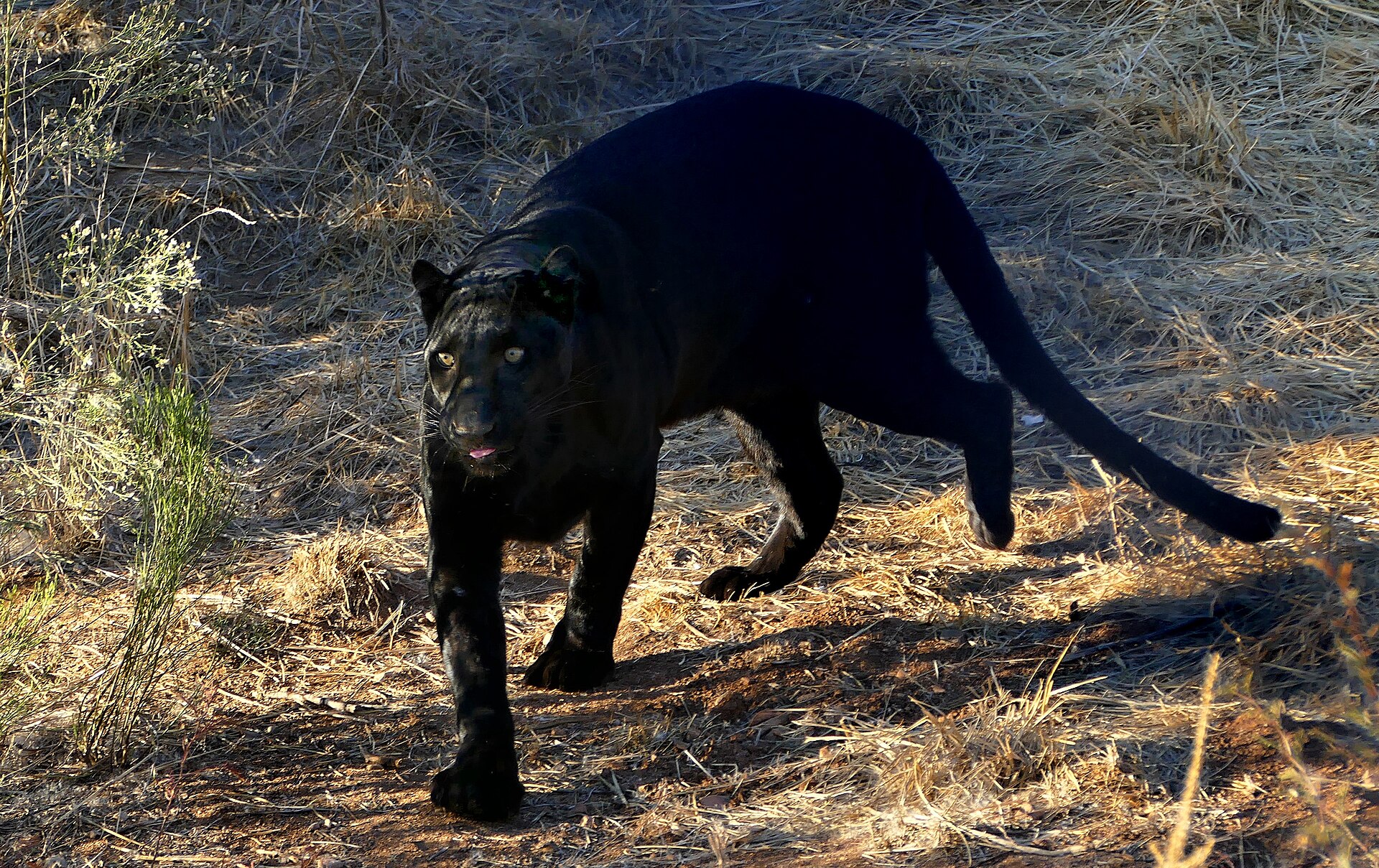 Out of Africa Wildlife Park