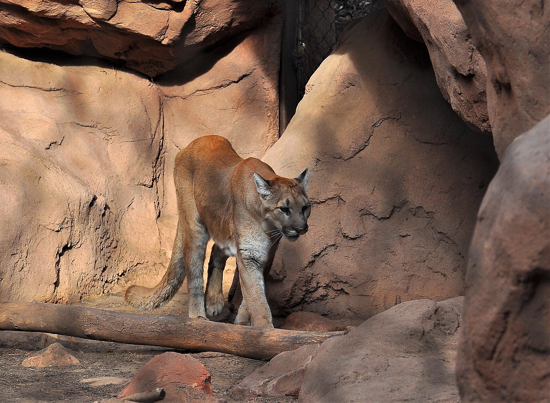 Phoenix Zoo