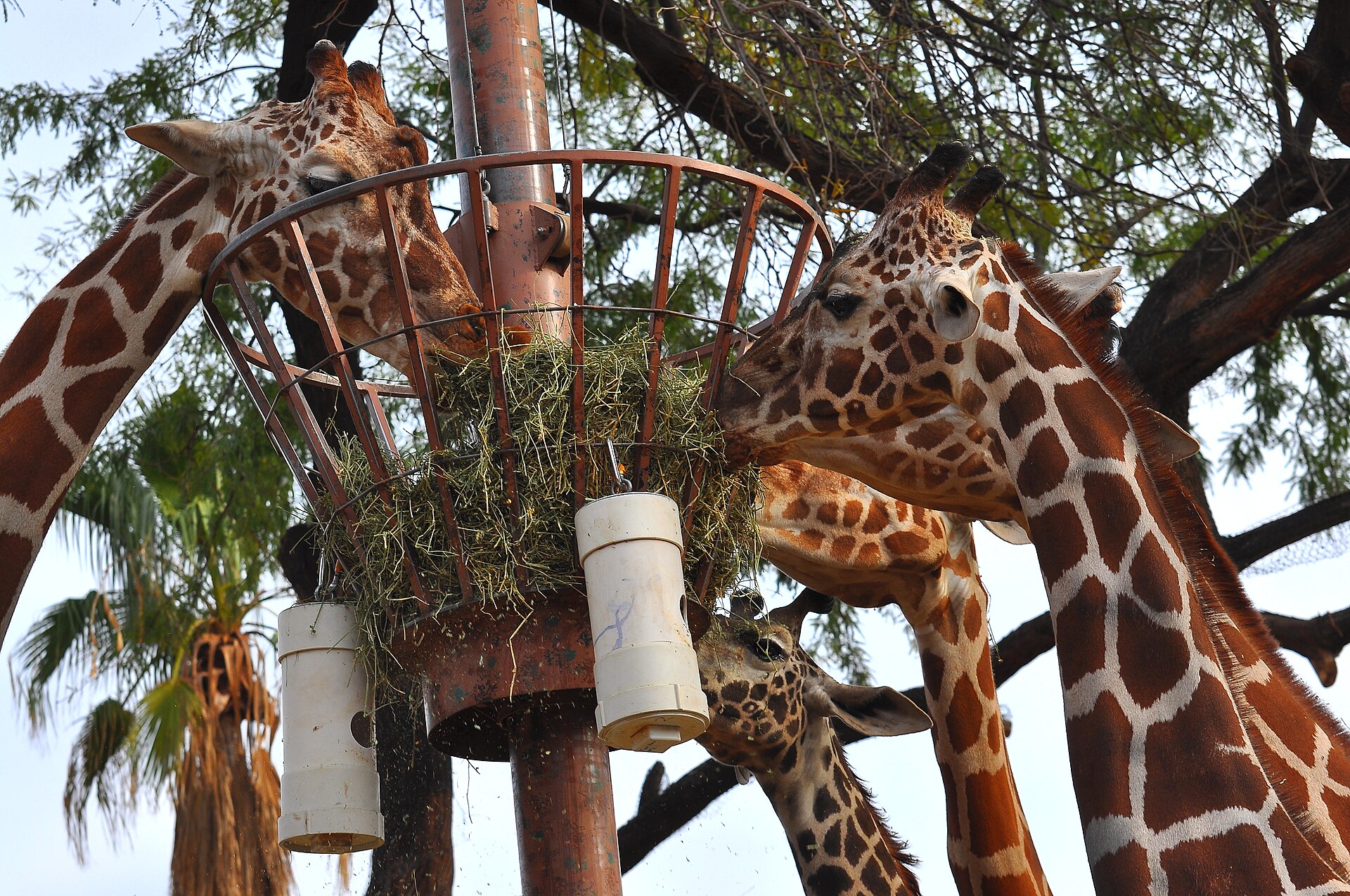 Phoenix Zoo