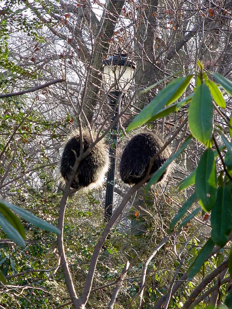 Prospect Park Zoo