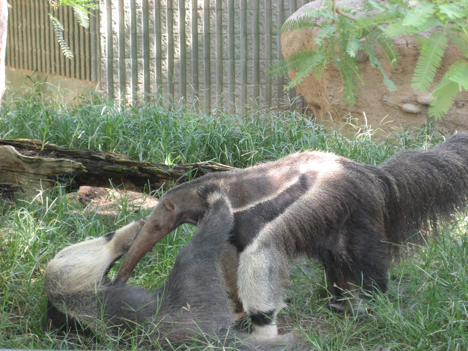 Reid Park Zoo