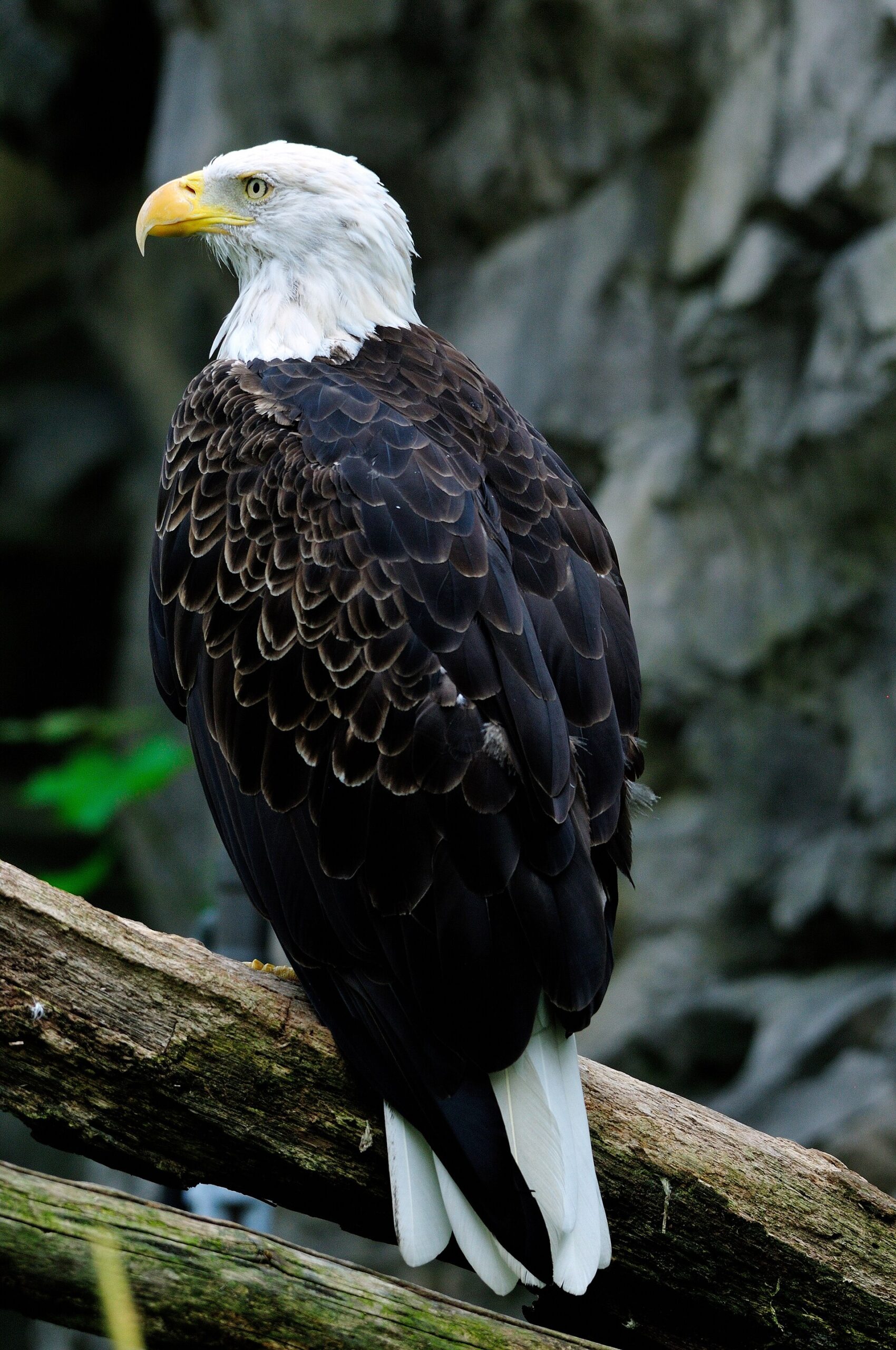 Roger Williams Park Zoo