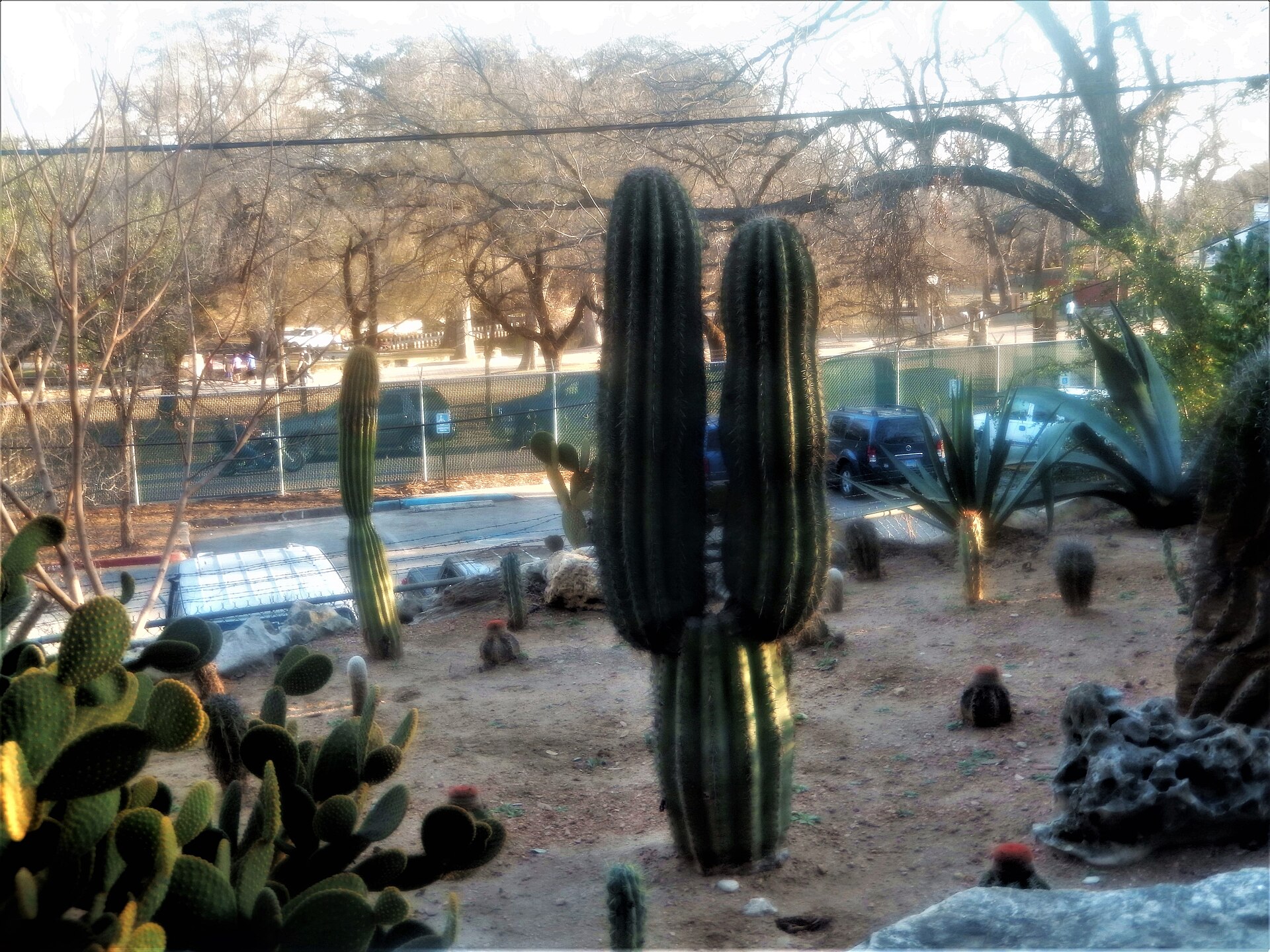 San Antonio Zoo