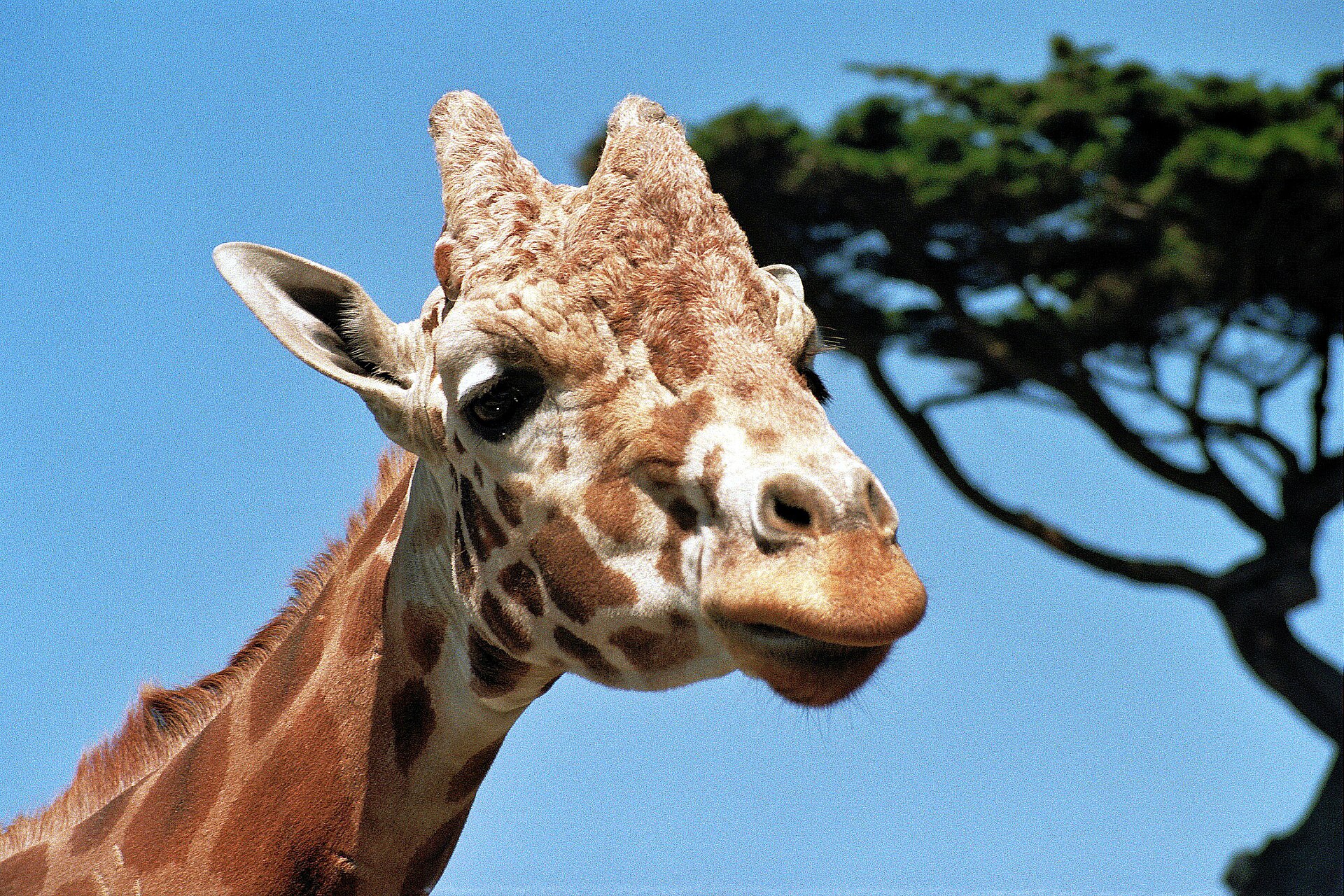 San Francisco Zoo