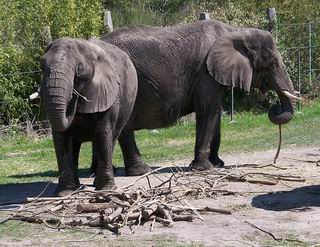 Virginia Zoo
