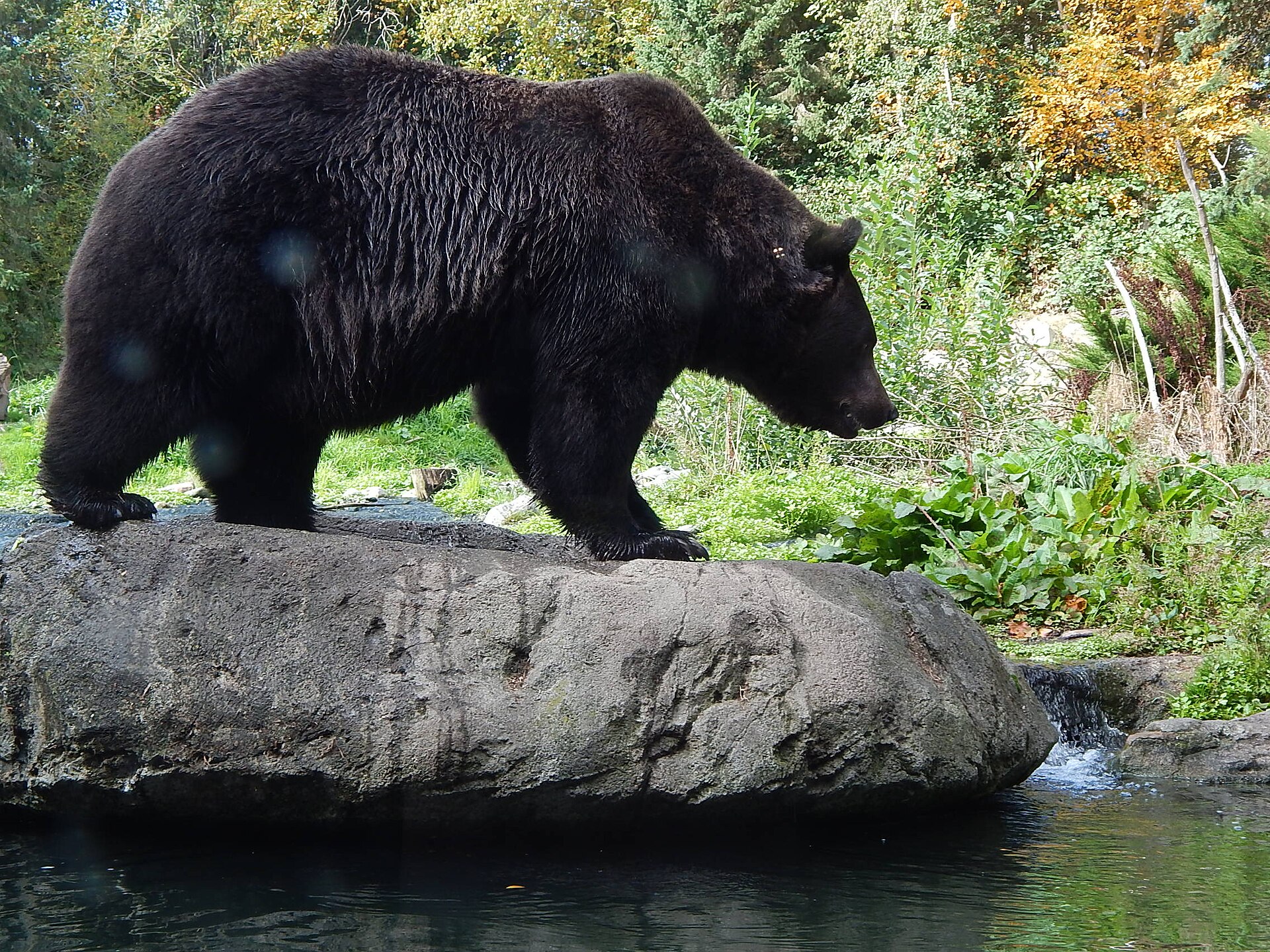 Woodland Park Zoo