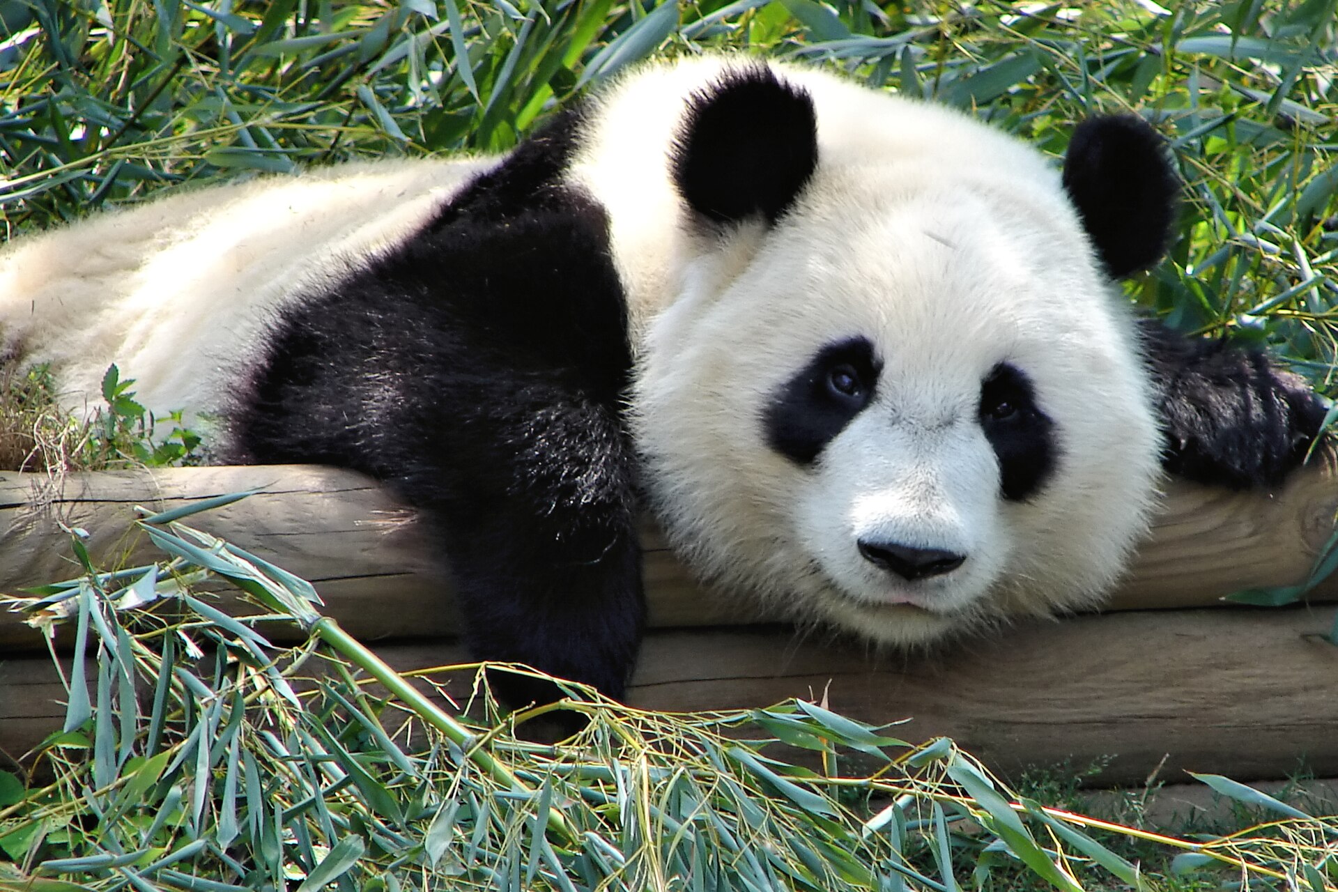 Zoo Atlanta