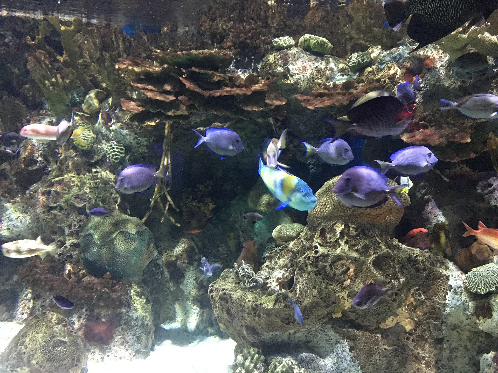 Adventure Aquarium