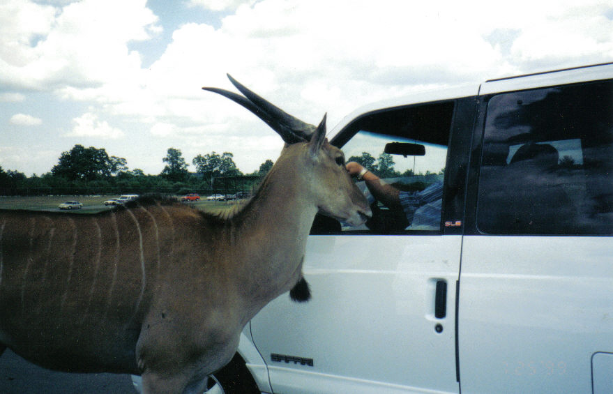 African Lion Safari