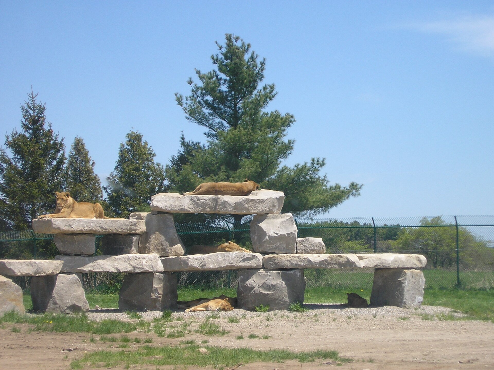 African Lion Safari