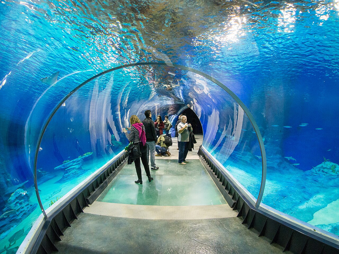 Underwater acrylic tunnel in the Mozambique Channel tank at the Afrykarium, Wrocław