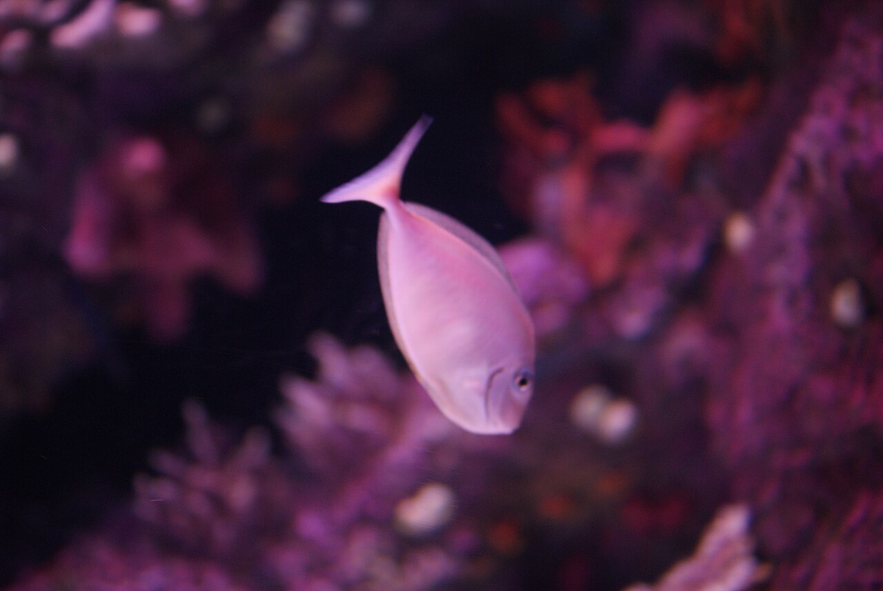 Schooling fish in one of the themed tanks at Antalya Aquarium