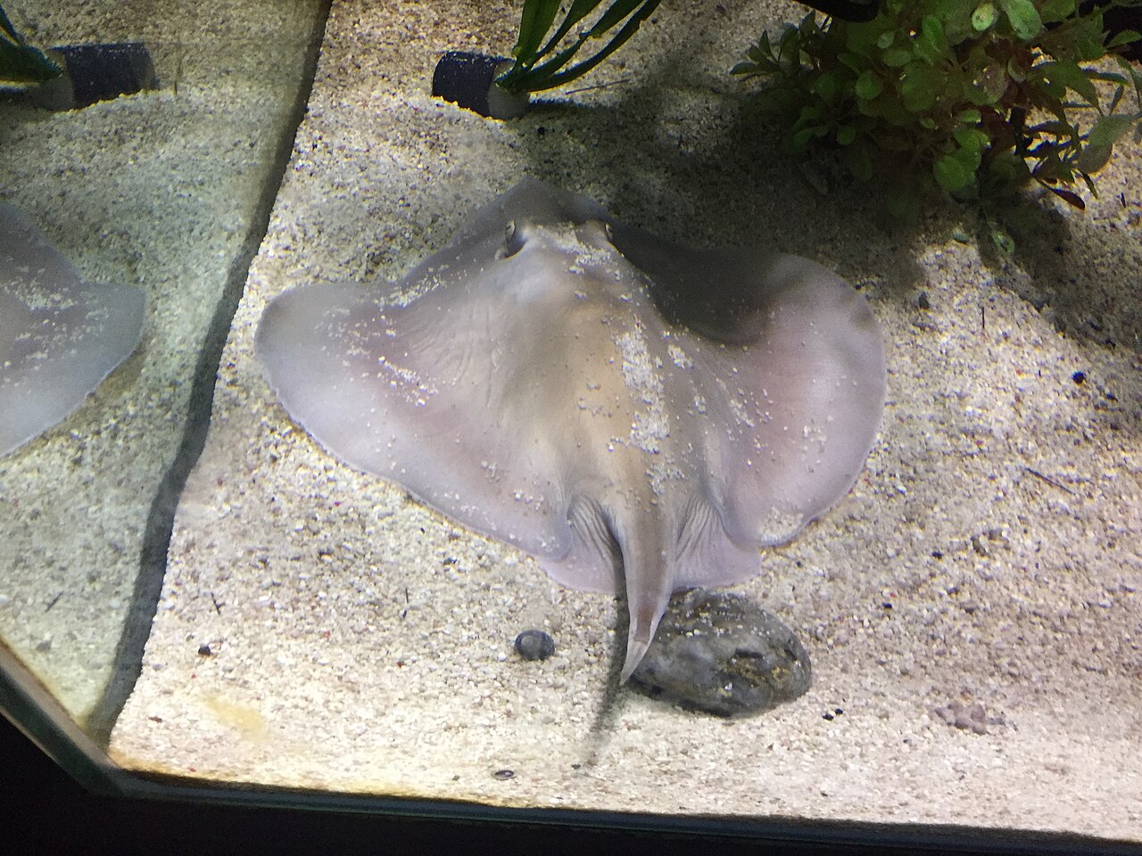 Sepia stingray resting on the bottom of a tank at Aqua Planet Jeju