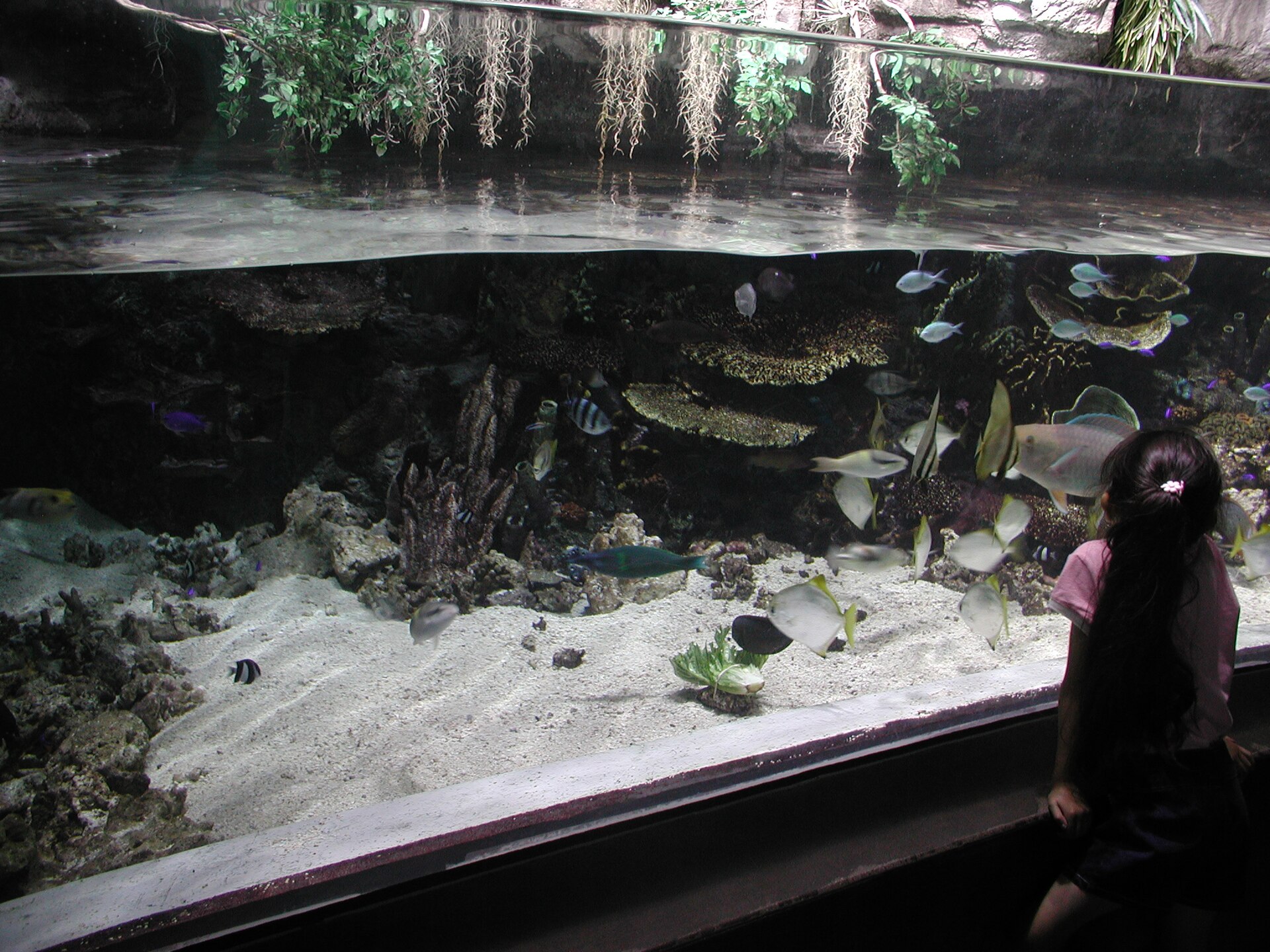 Aquarium of the Pacific