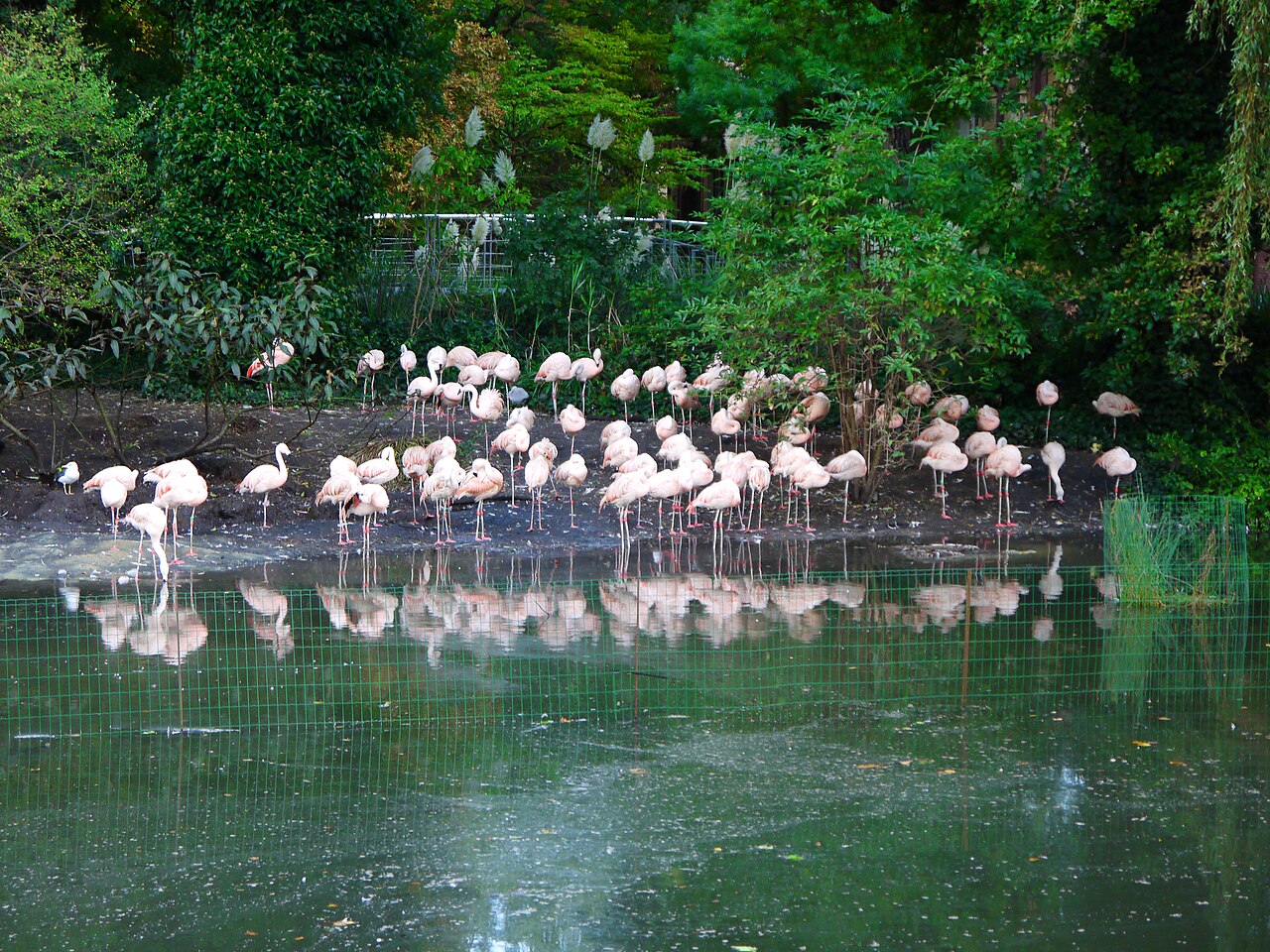 Flamingo pond at Artis zoo in Amsterdam