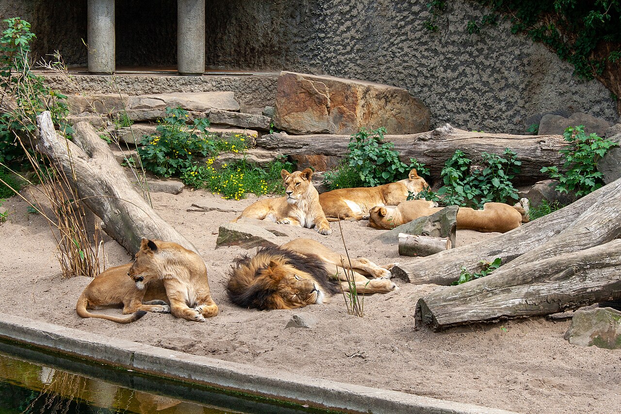 Lions at Artis Royal Zoo Amsterdam