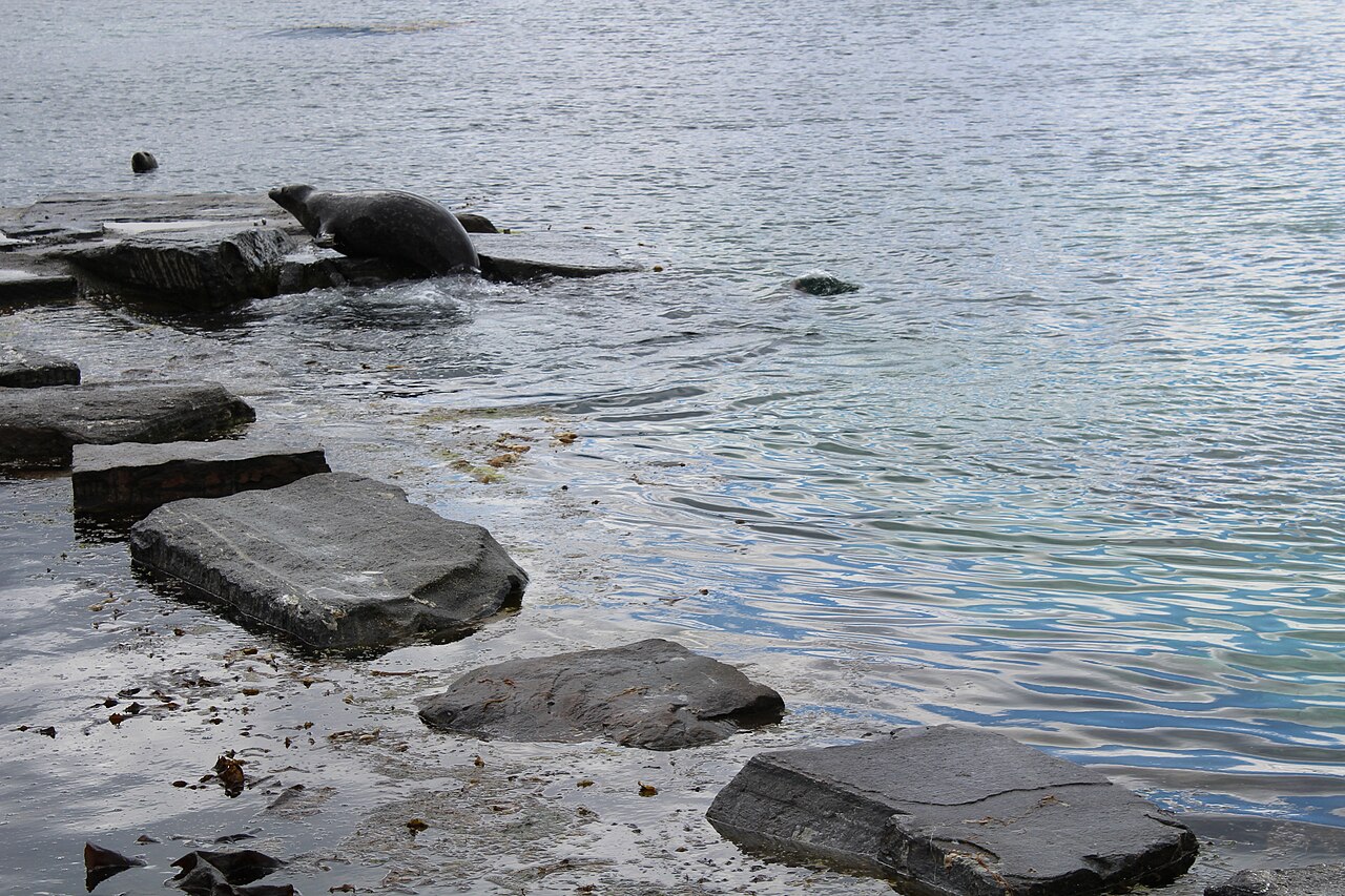 Harbor seals swimming at Atlanterhavsparken in Ålesund, Norway