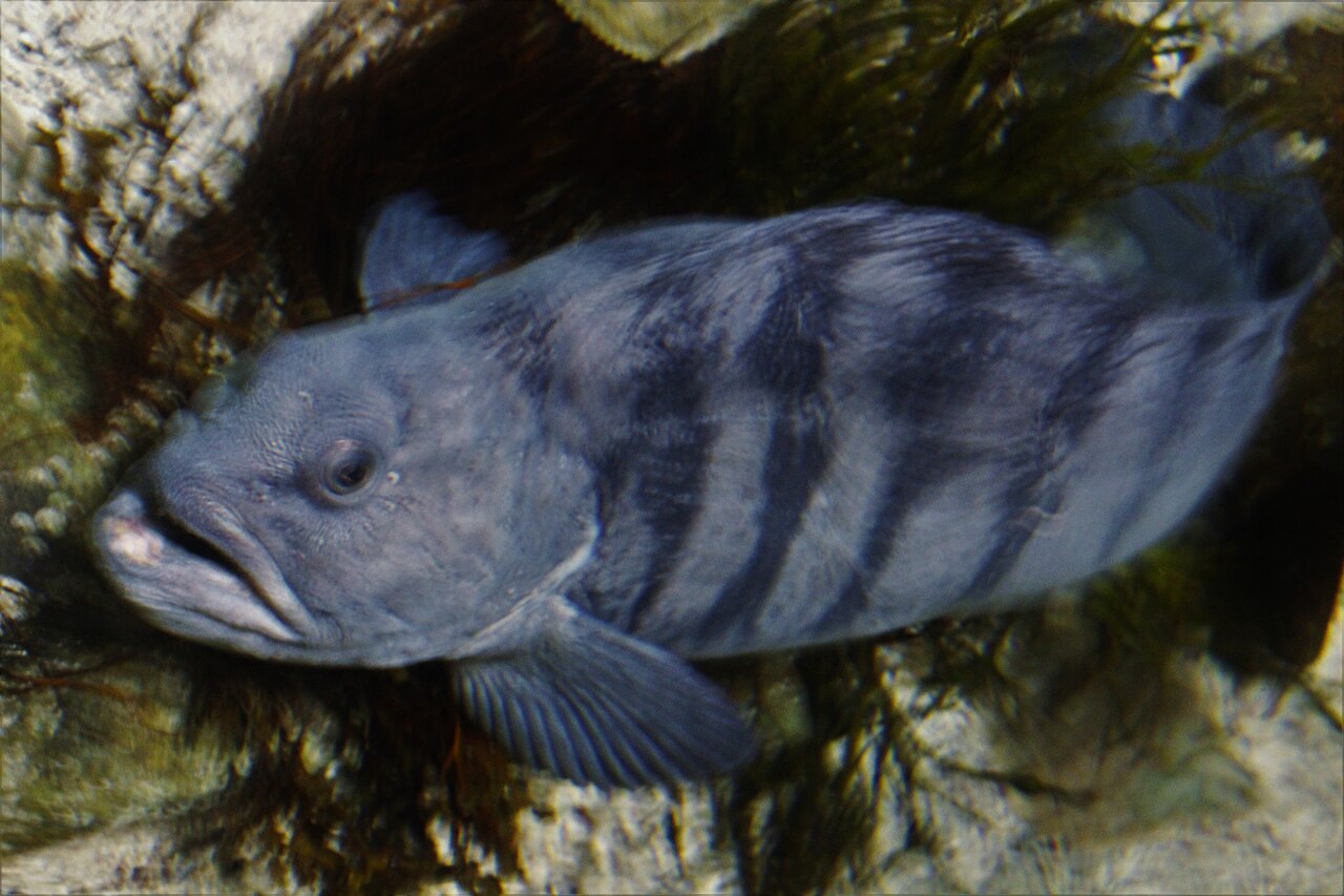 Atlantic wolffish in an exhibit at Atlanterhavsparken, Norway