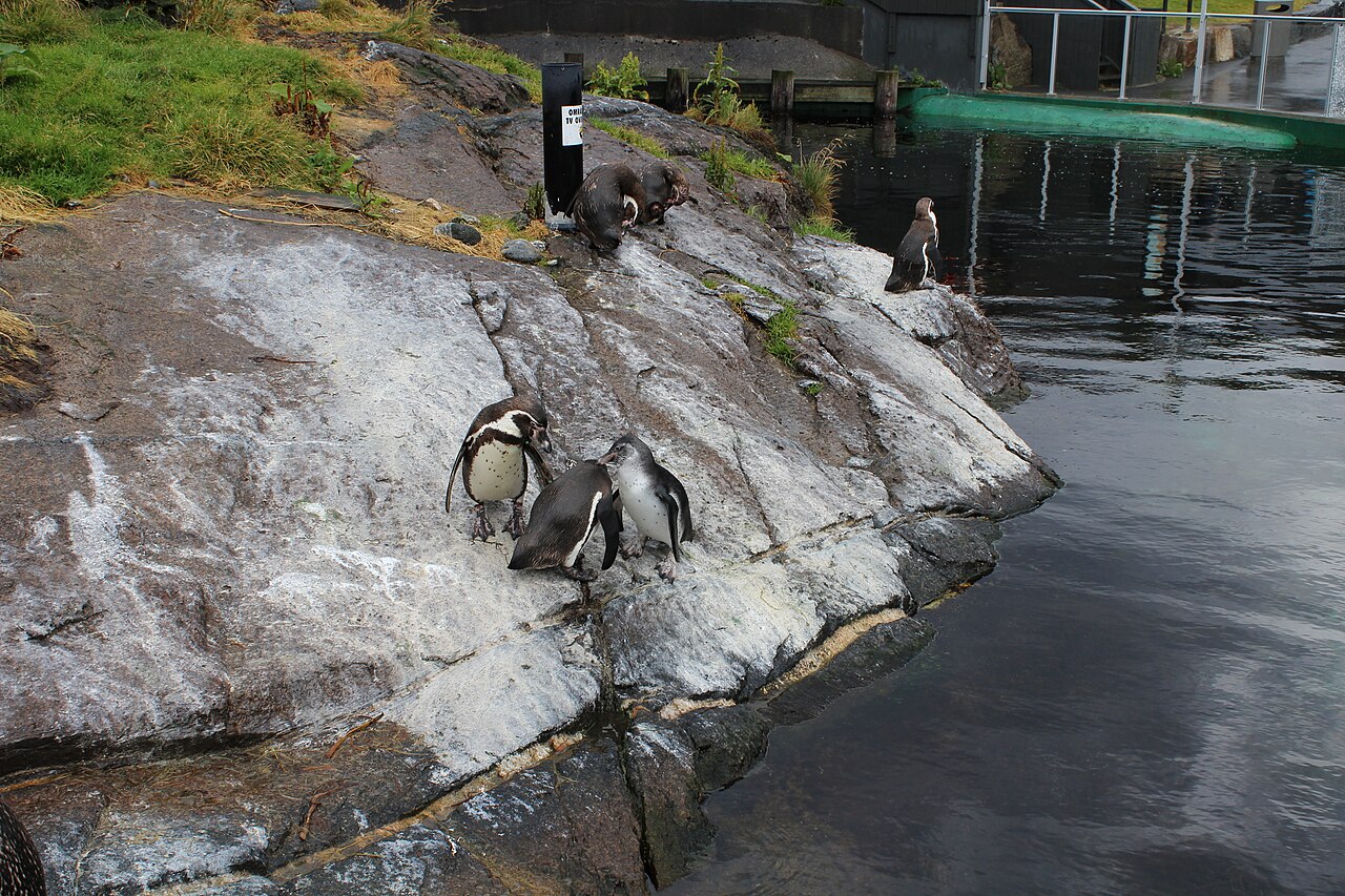 Humboldt penguins at Atlanterhavsparken aquarium in Norway