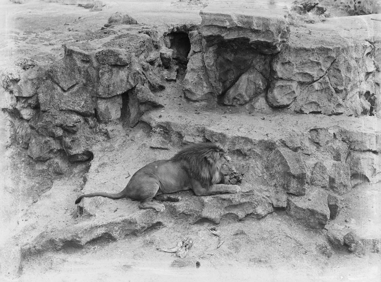Auckland Zoo