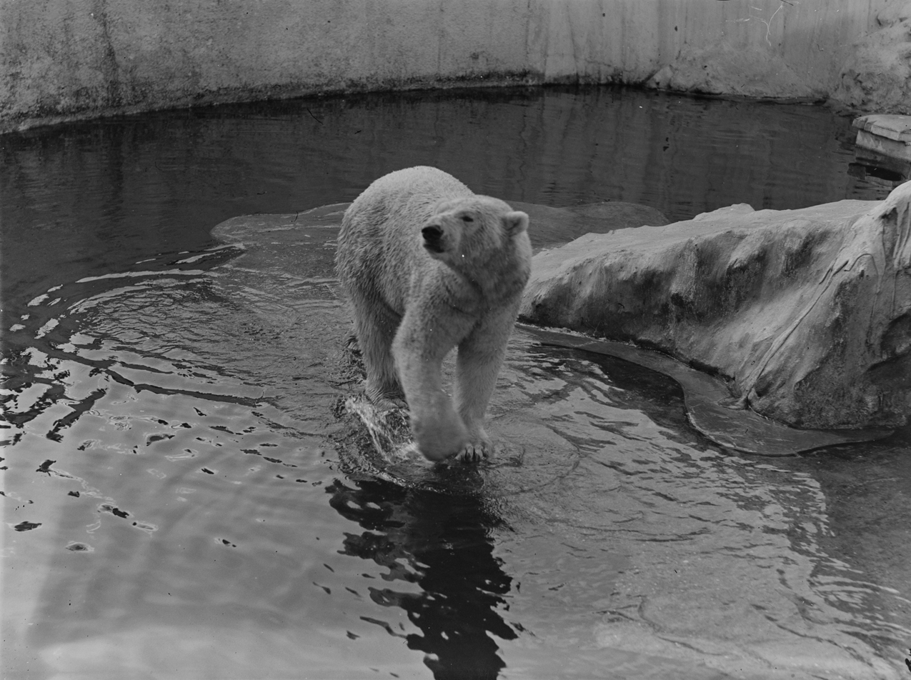 Auckland Zoo