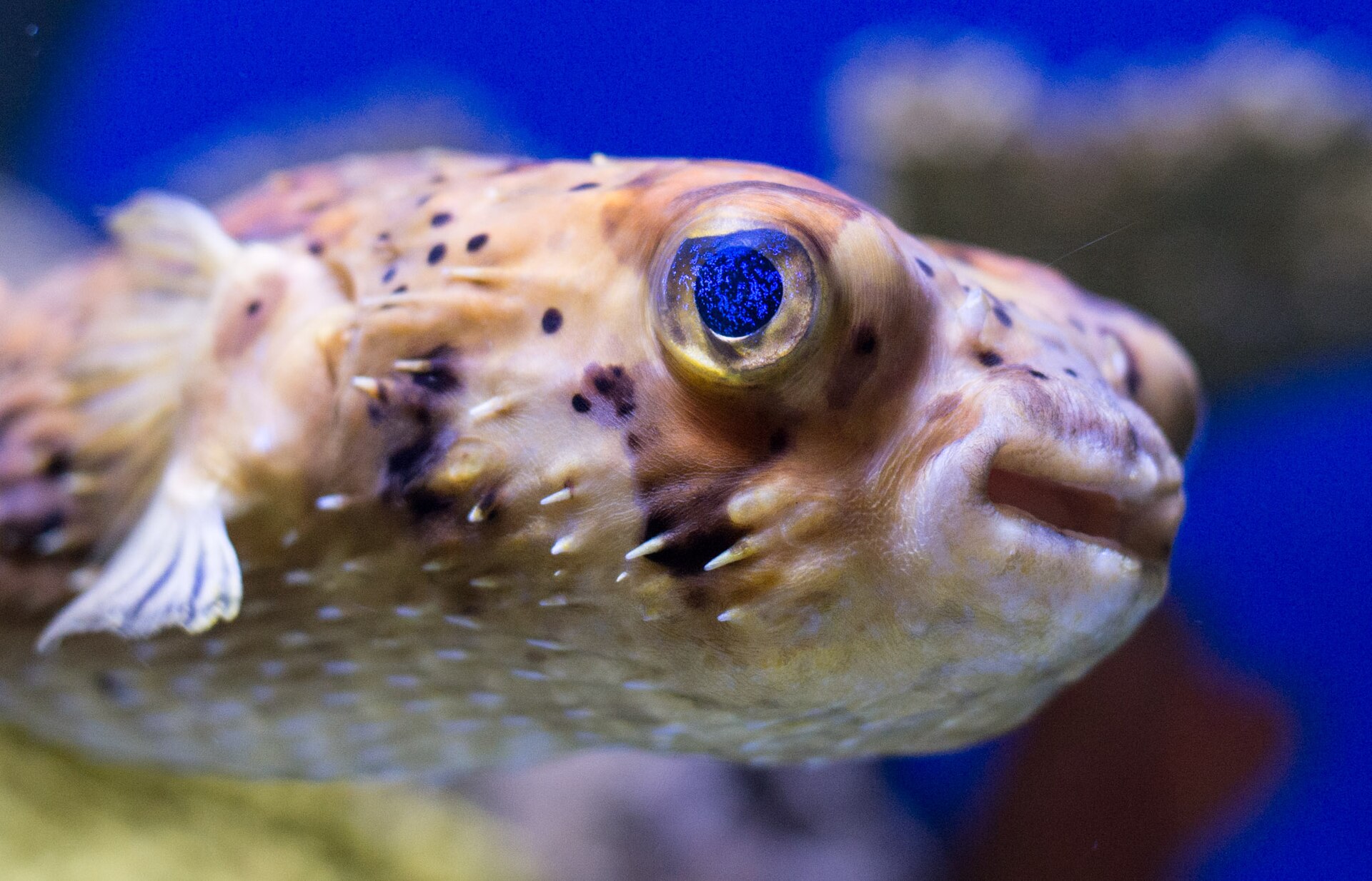 Audubon Aquarium