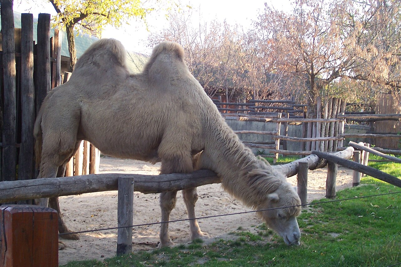 Bactrian camels at Budapest Zoo