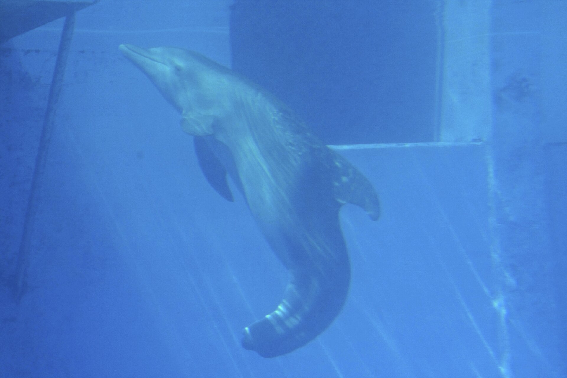 Clearwater Marine Aquarium