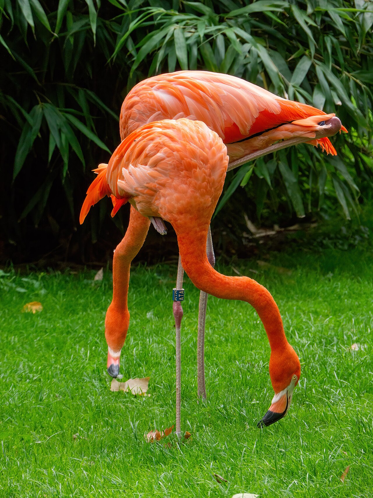Flock of flamingos at Cologne Zoo