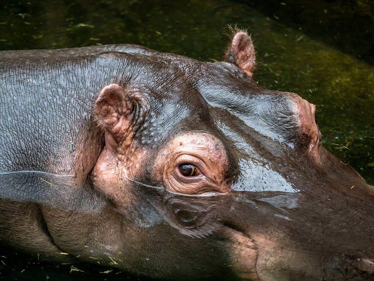Hippopotamus in the Hippodom at Cologne Zoo