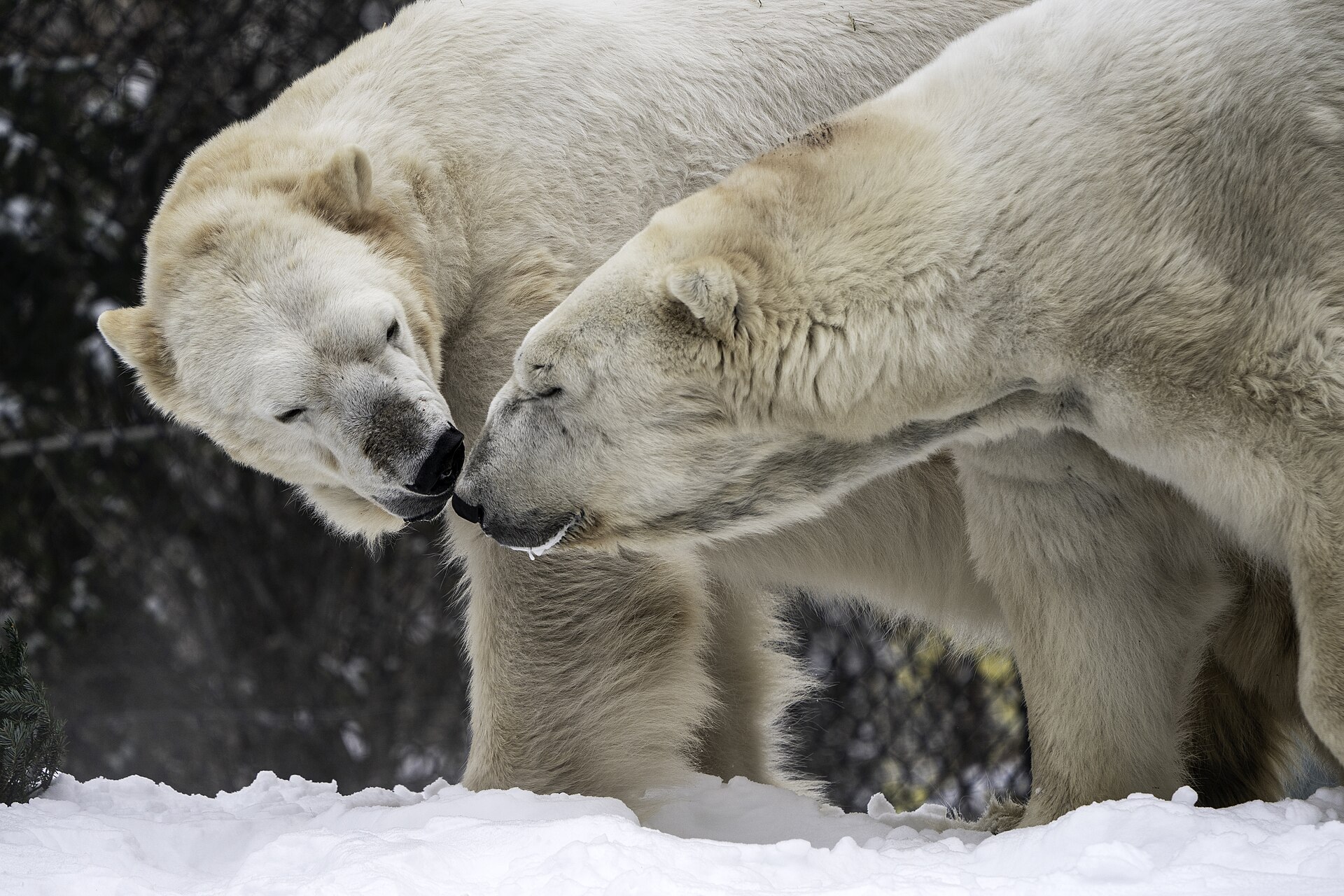 Como Park Zoo