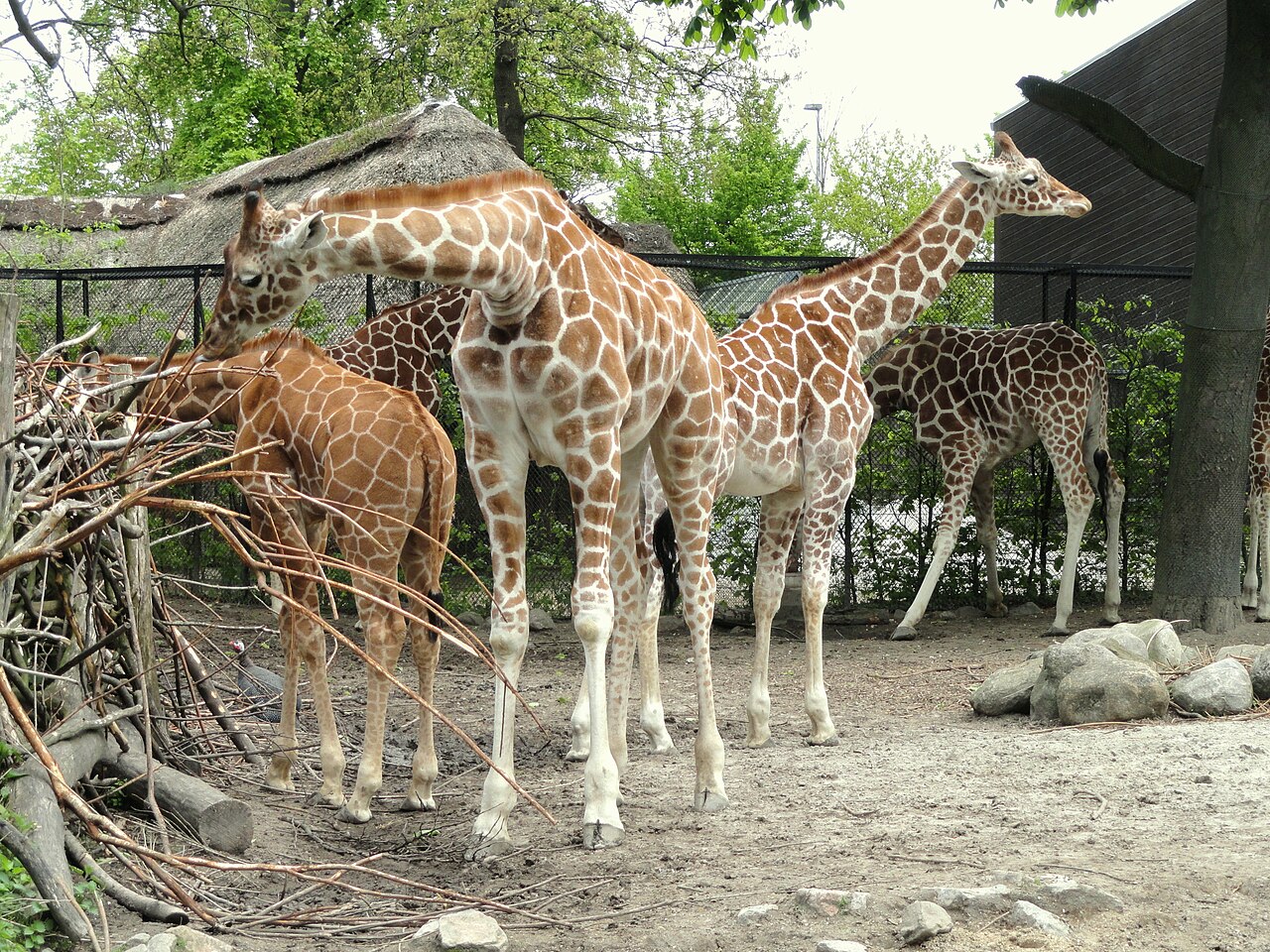 Giraffes at Copenhagen Zoo