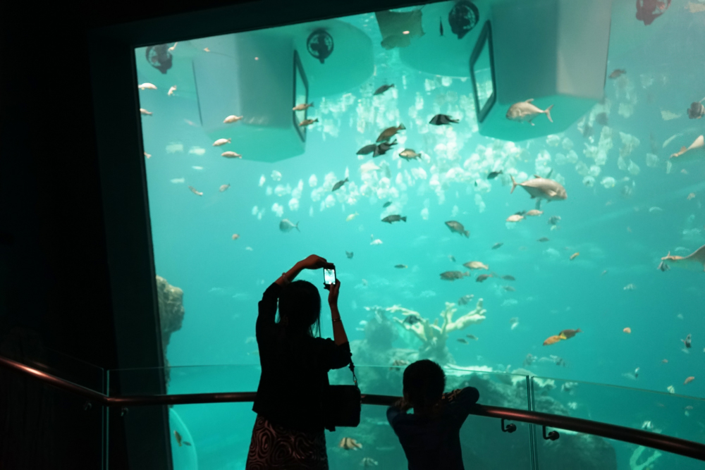 Visitors at a large aquarium viewing window in Chengdu