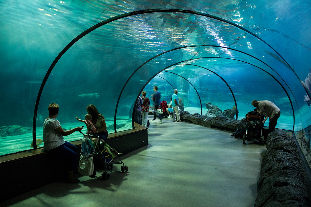 Underwater tunnel in the Oceanium at Diergaarde Blijdorp