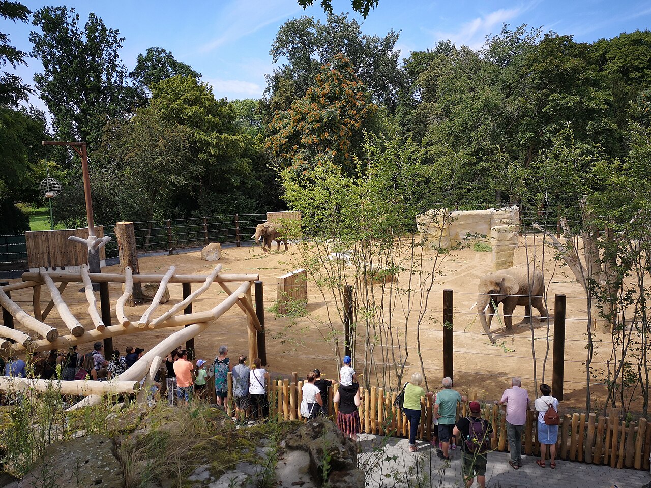 Elephants on the outdoor enclosure at Dresden Zoo